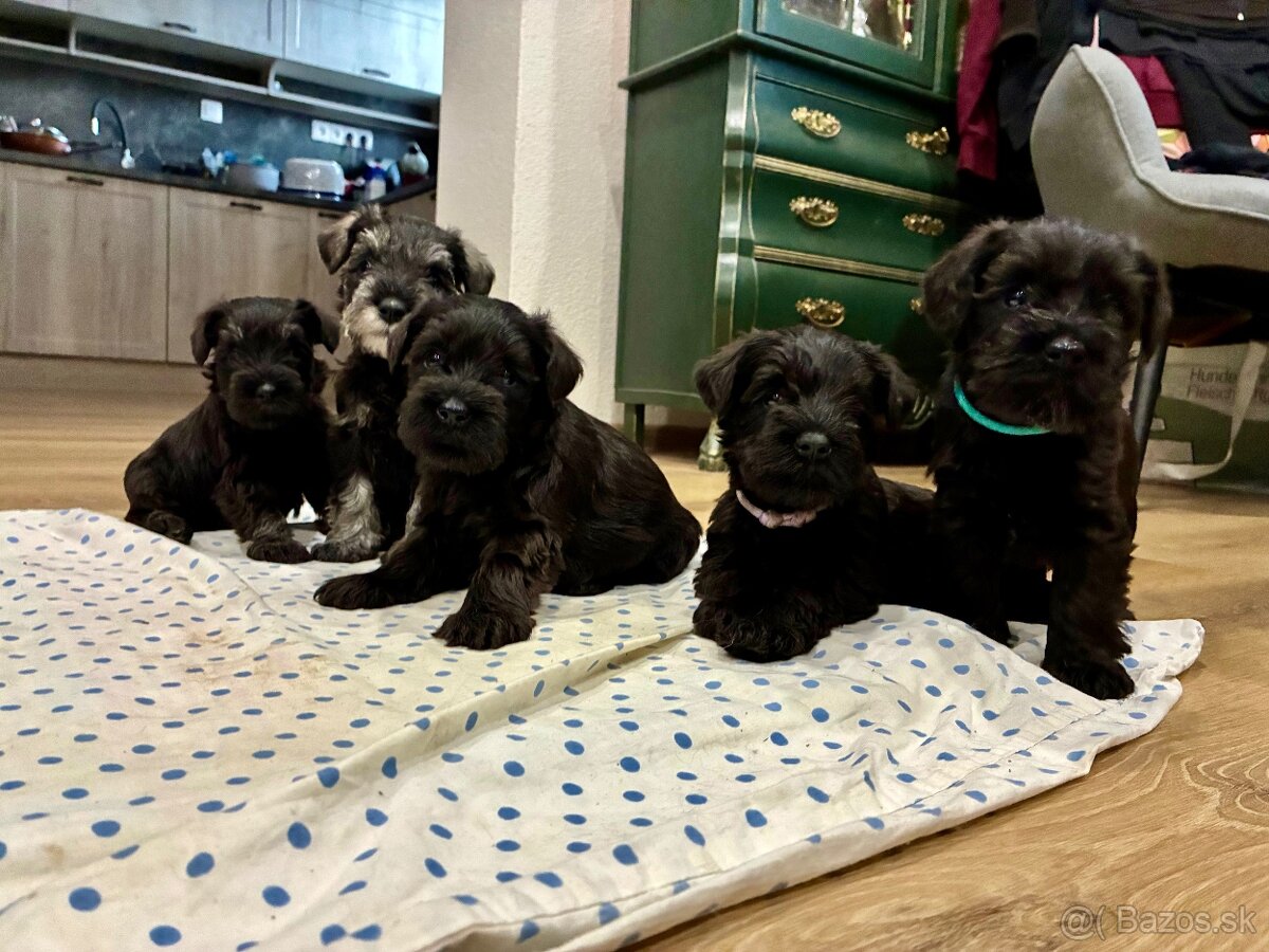 Bradáč malý - šteniatka s PP - 5