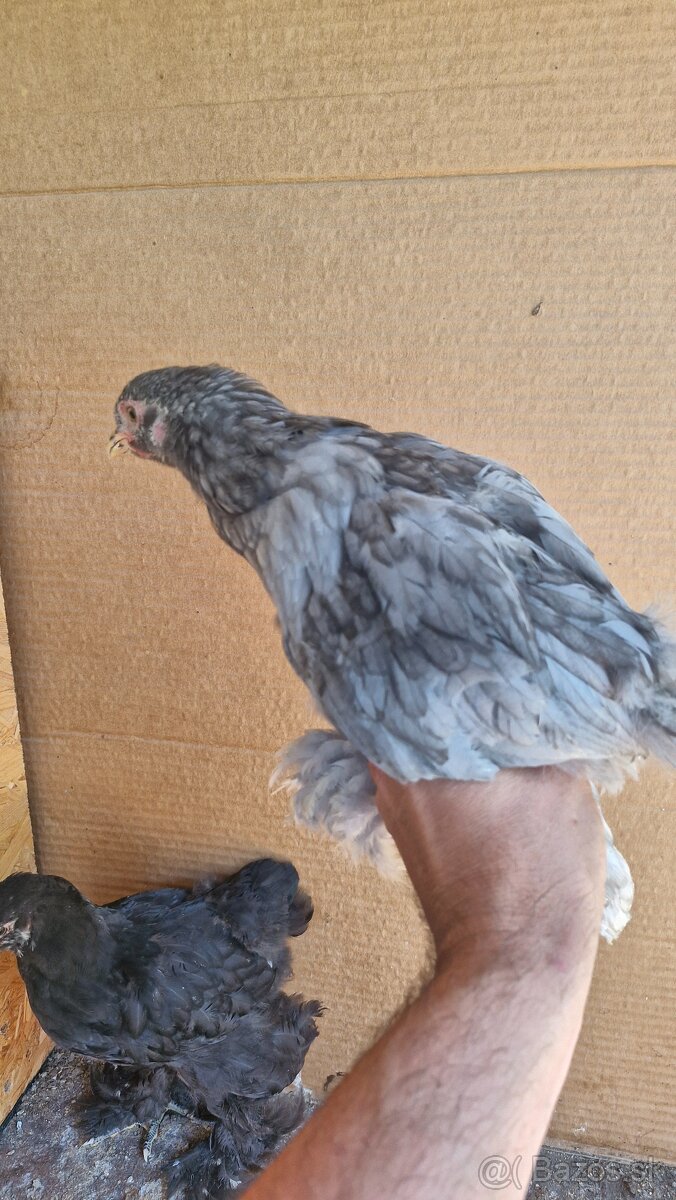Brahmanky - 5