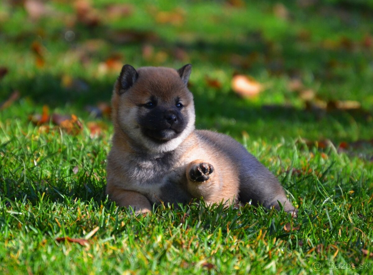 SHIBA INU - nádherne veselé šteniatka - 5