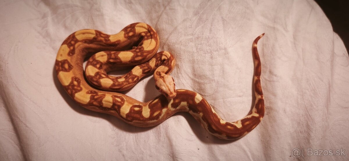 Velhad kralovsky sunglow - 5