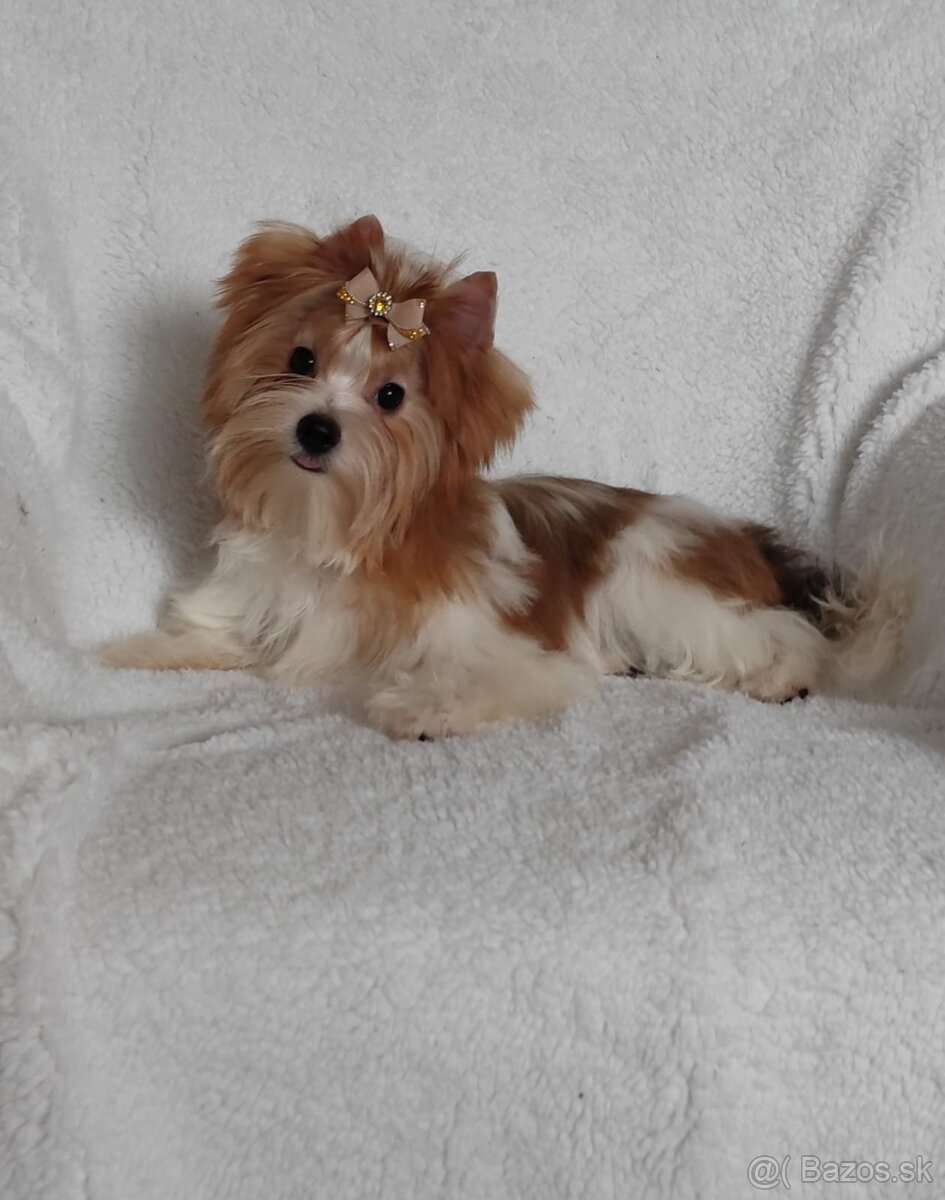 Yorkshire teriér, Biewer, Biro, Yorkshire teriér s PP - 5