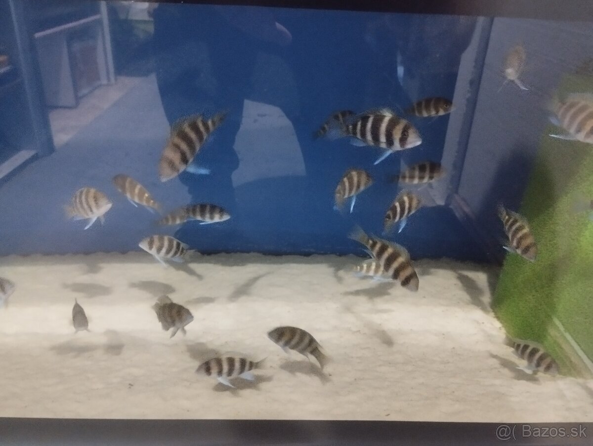 Cyphotilapia Frontoza Burundi - 5