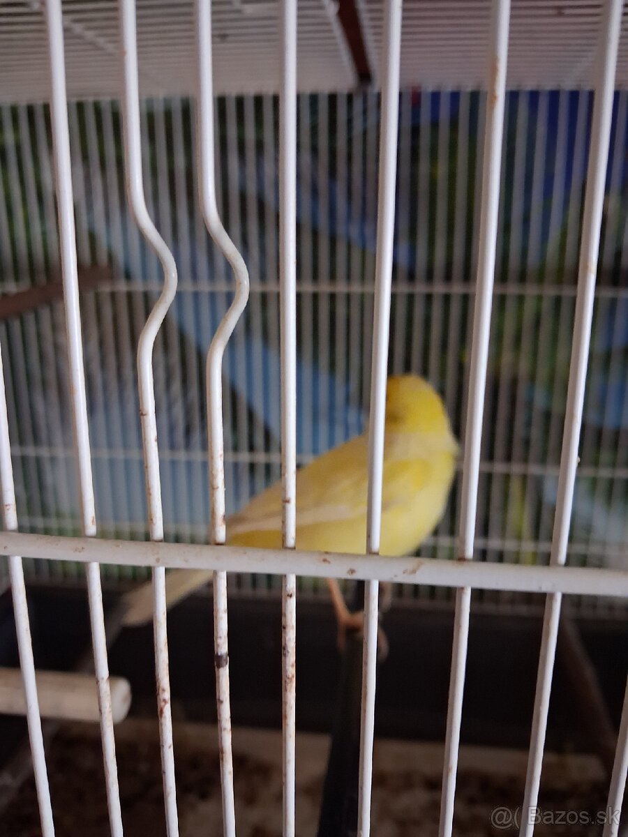 Kanariky predaj - 5