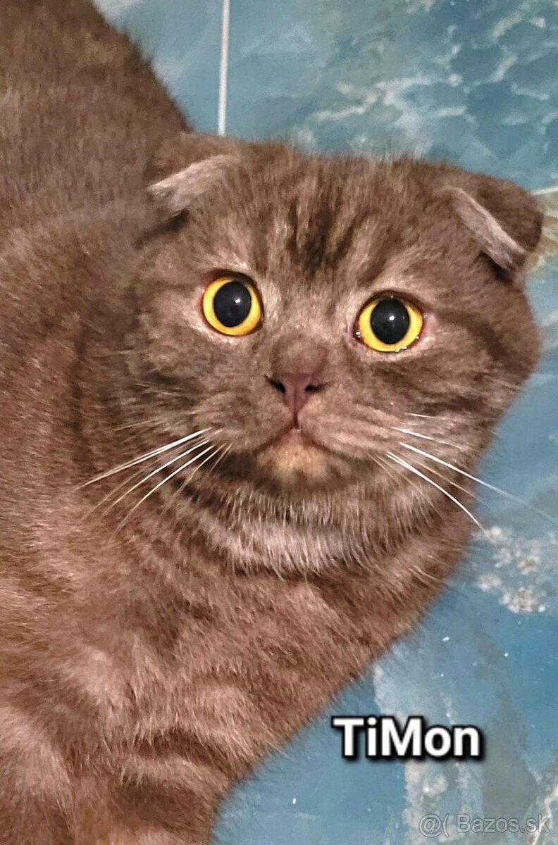 Škótske mačiatka s PP/F.TICA 25 - 5