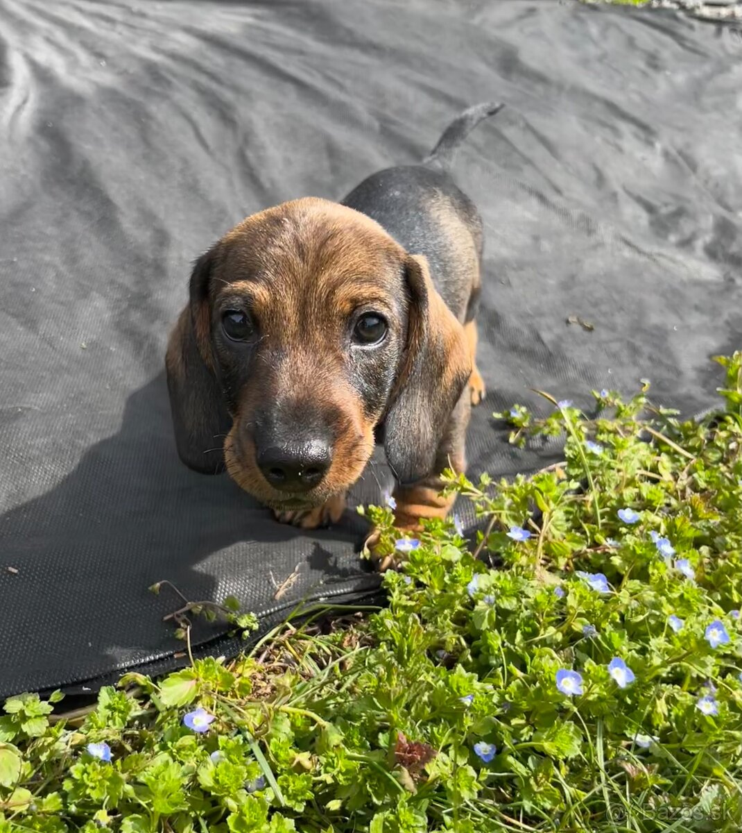 Jezevčík drsnosrstý trpasličí/králičí - 5