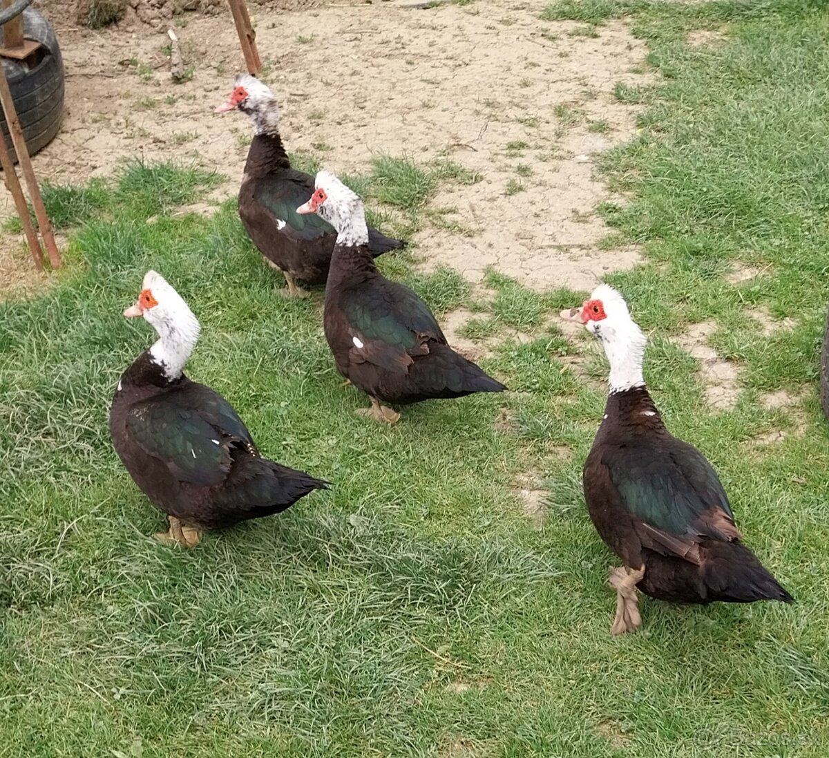 Na predaj Cholmogorské husi, husatá +pižmové a indické kačky - 5