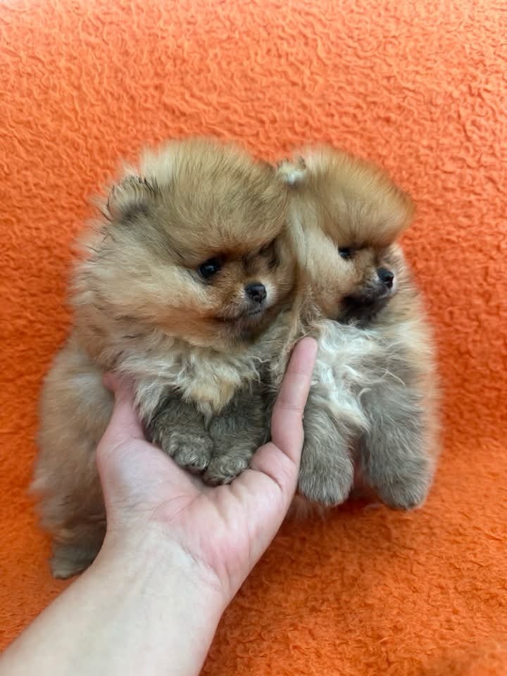 Pomeranian mini - 5