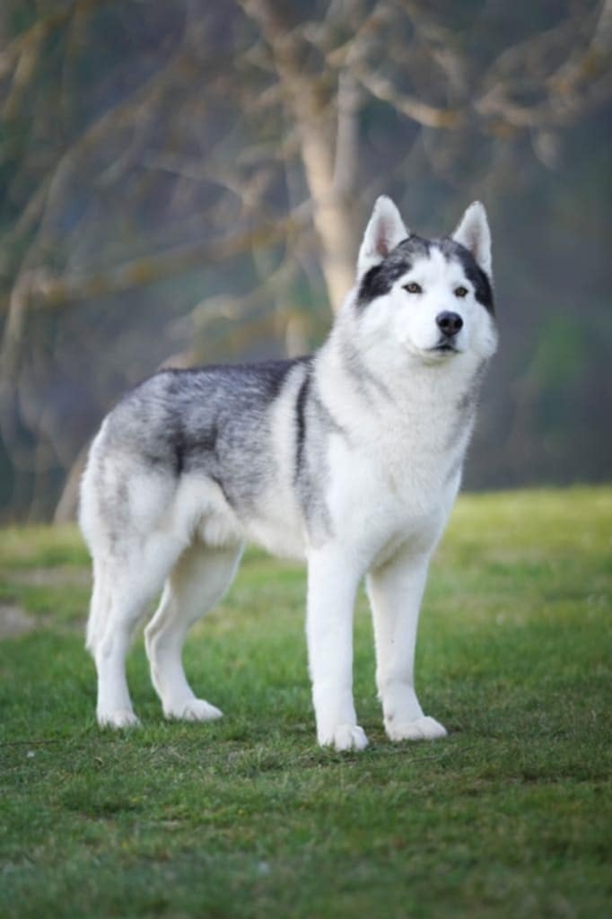 Šteniatka Husky s PP - 5