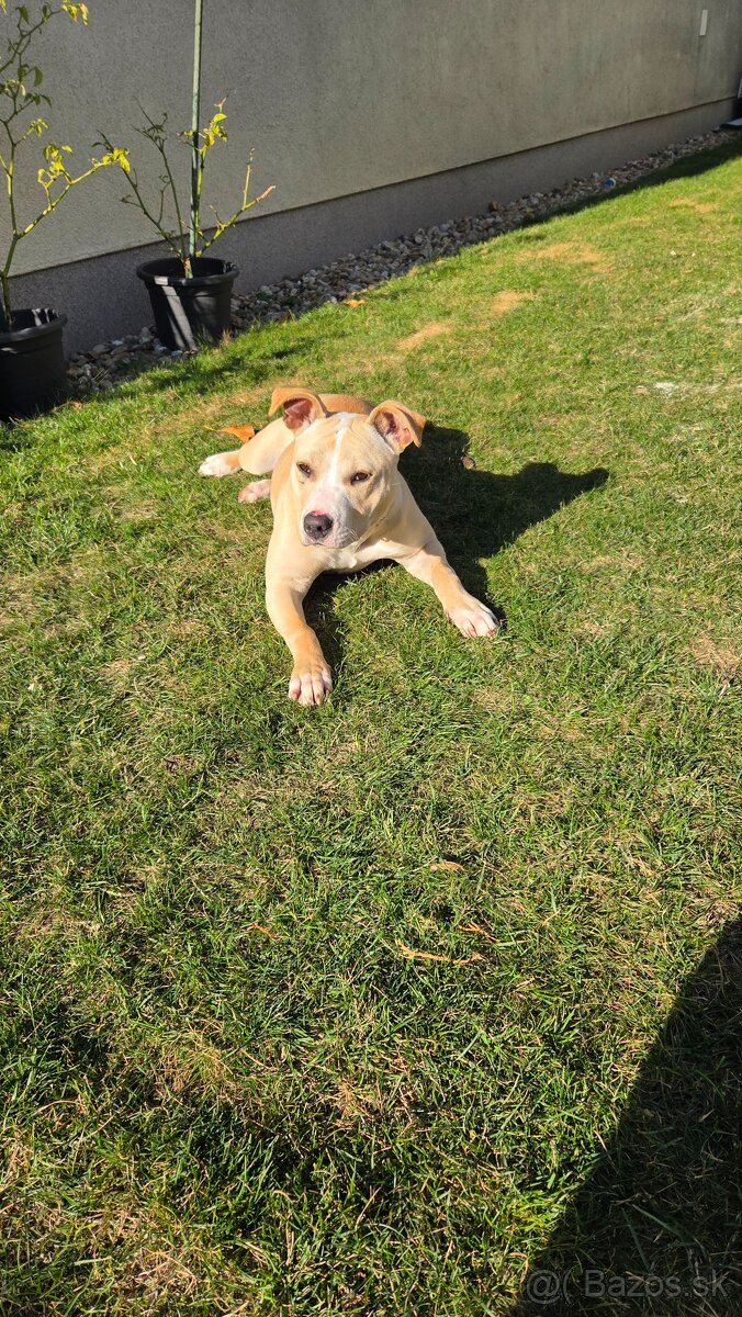 Americky Pitbulterier - 5