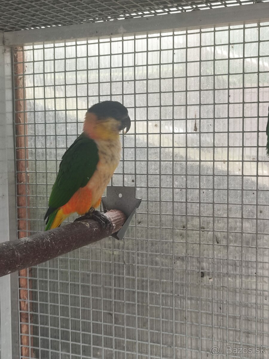 Amazónik čiernotemenný - mladý samec r. 2025 - 5