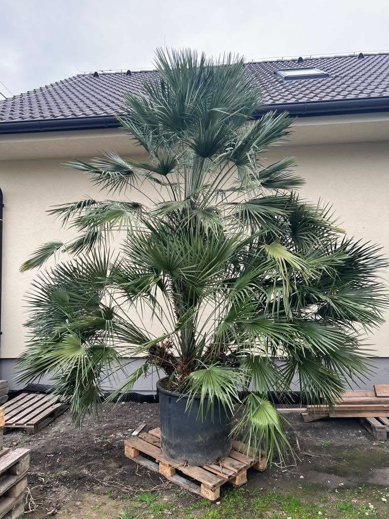 Stredomorské rastliny a palmy - 5