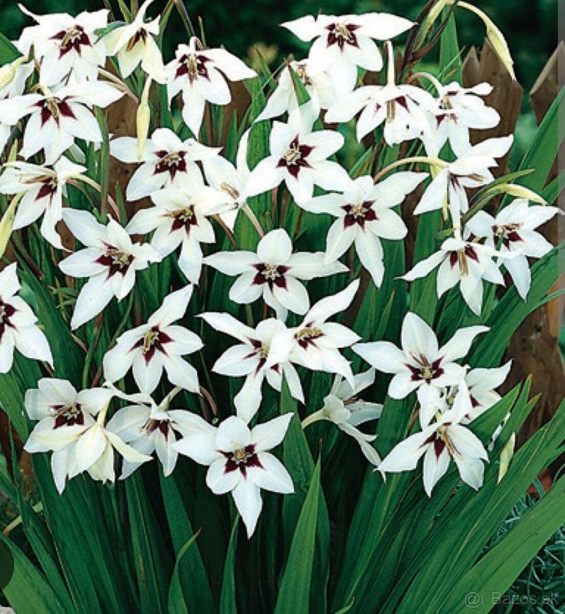 Nana atom, Pávia orchidea, ismena - 5