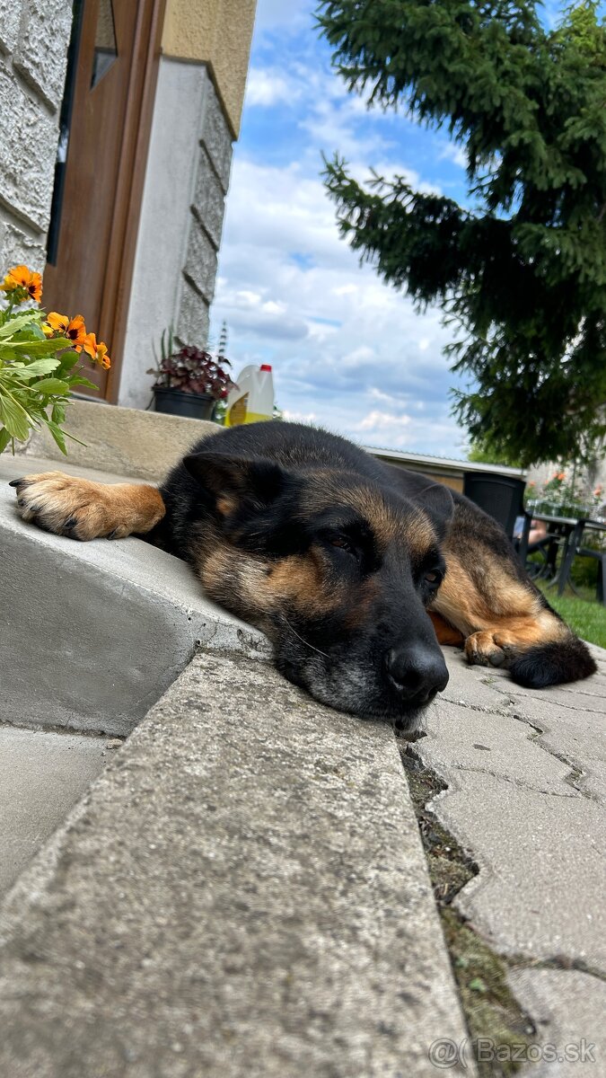 Nemecký Ovčiak 7,5 r. – len do domu so Záhradou - 5