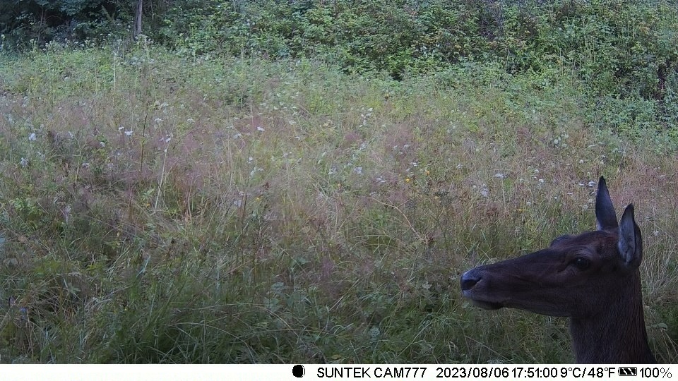 Fotopasca SUNTEK HC801M + náhradná batéria - 5