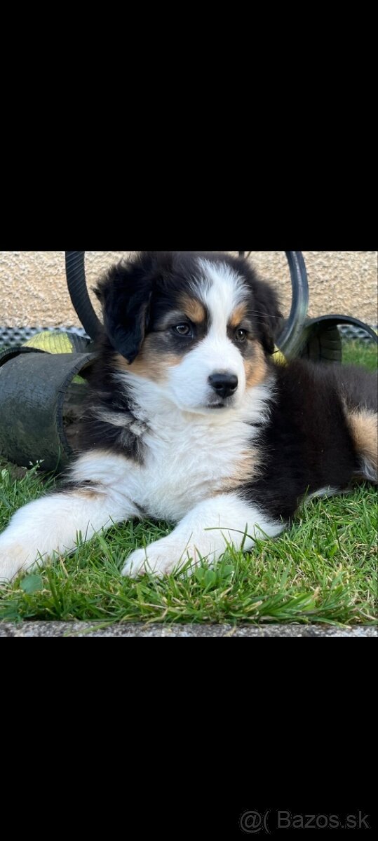 Austrálsky ovčiak - fenka - 5