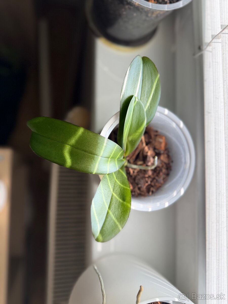 Zbierka orchideí - 5