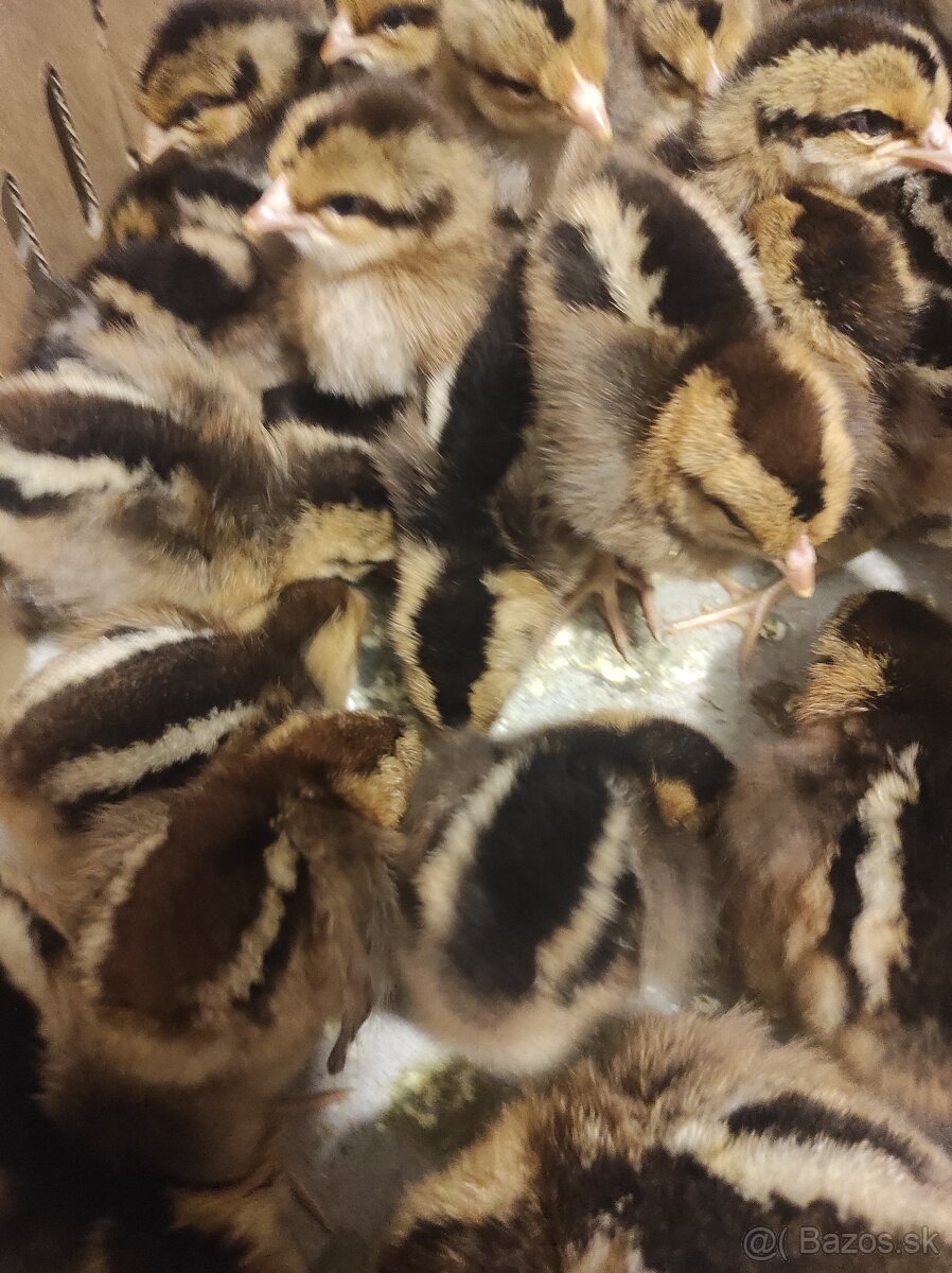 Kuričky DOMINNAT - 5