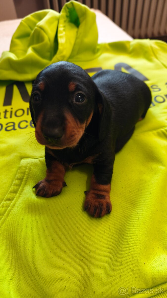 Jazvečík trpasličí - 5