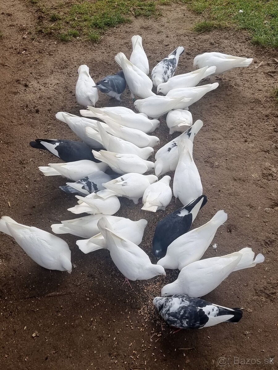 BIELE POŠTOVÉ HOLUBY - 5