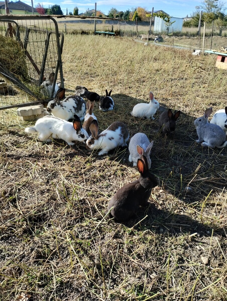 Predám králikov - 5