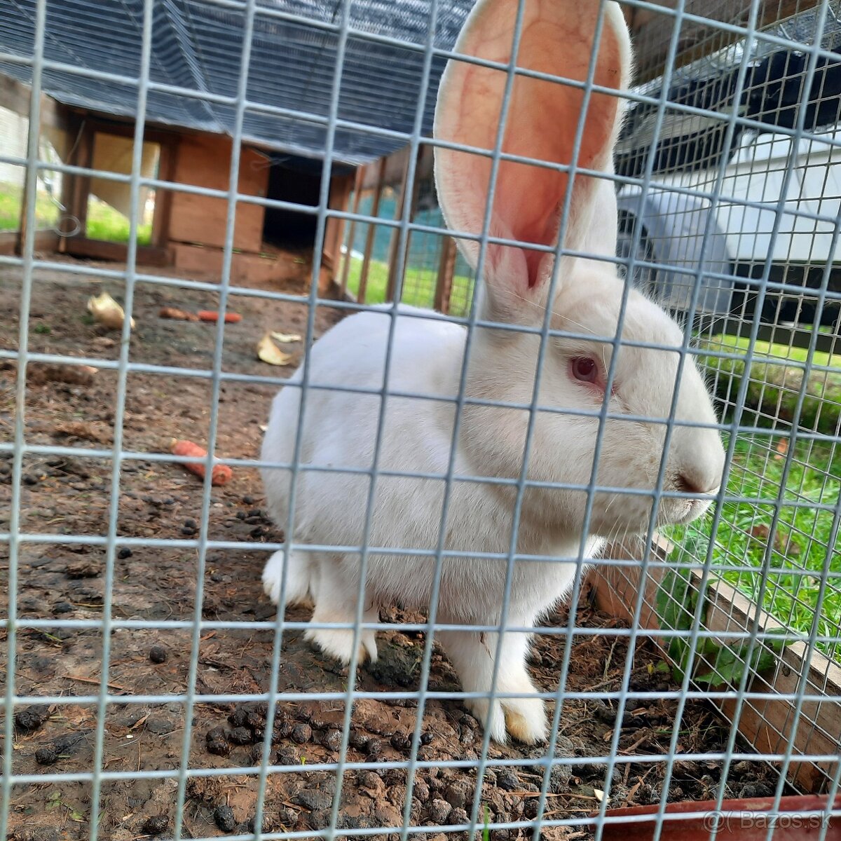 Králik Belgický obor biely - 5