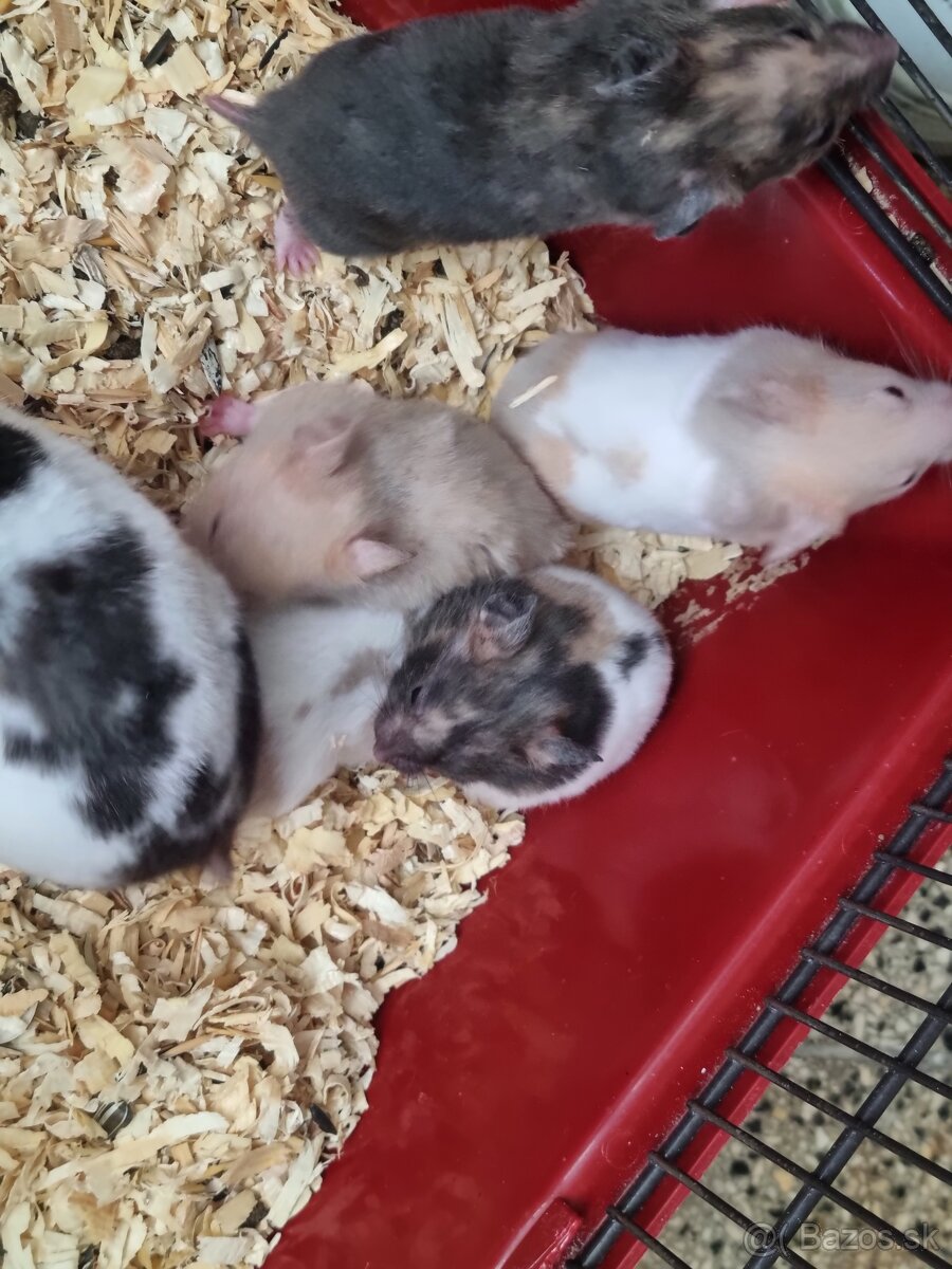 Škrečok sýrsky - 5