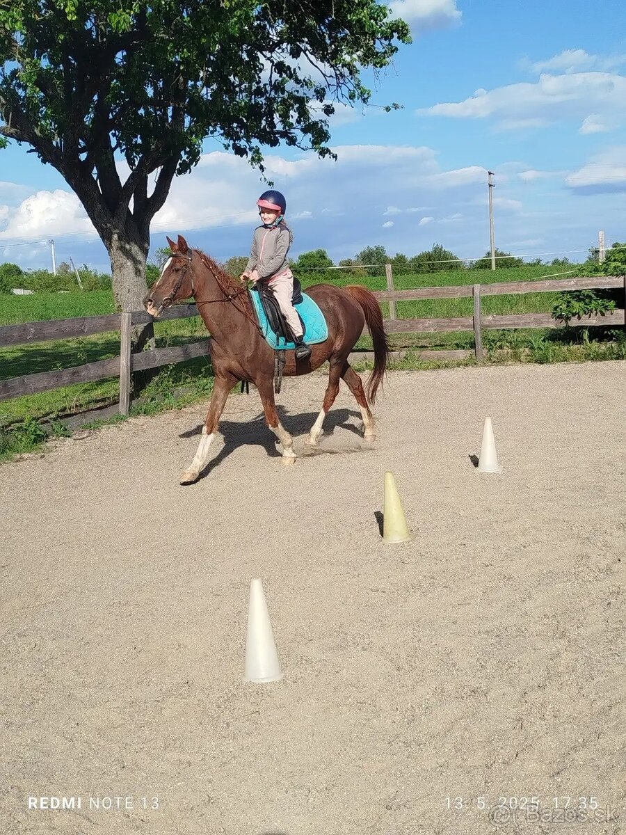 Kobyla Arabský plnokrvnik - 5