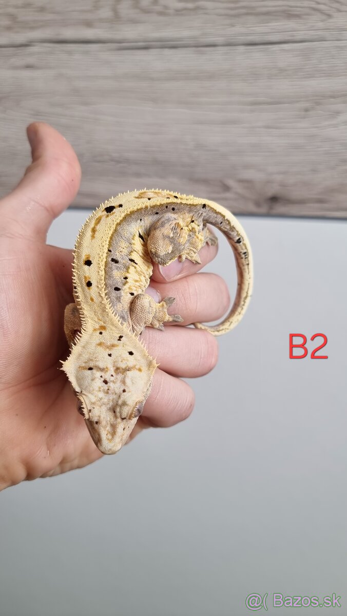 Pagekón riasnatý - 5