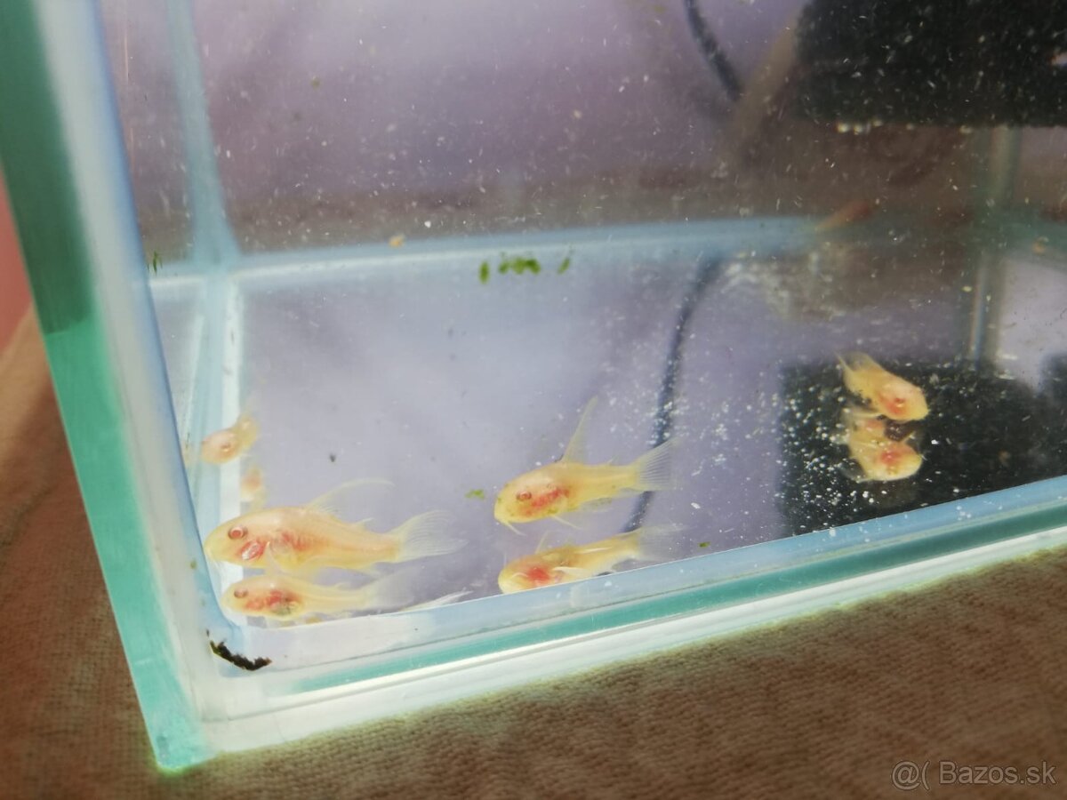 Pancierniček škvrnitý var. Albín - 5