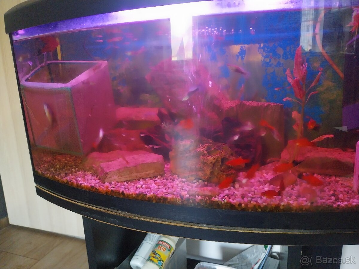 Akvárium diversa 120l a 54l veľa ryb - 5