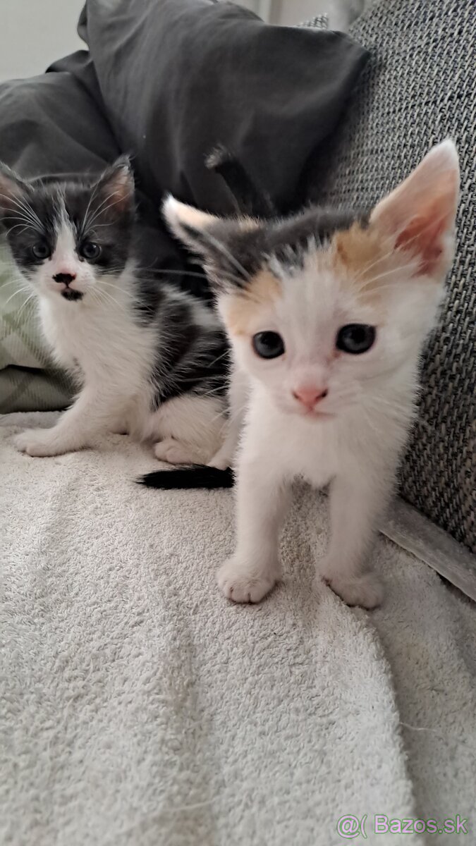 Darujem mačiatka - 5