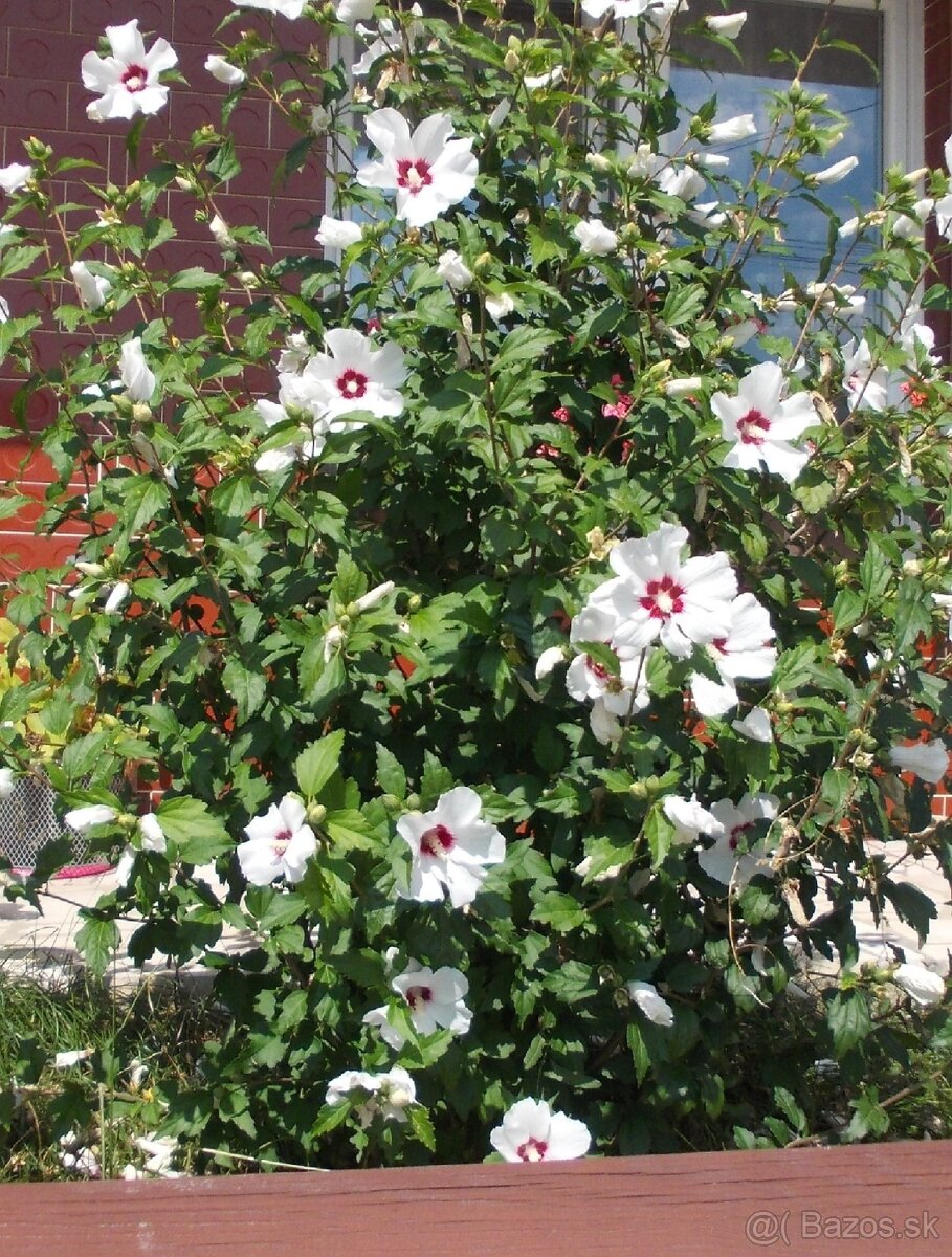 Ibištek sýrsky - stromček alebo krík - 5