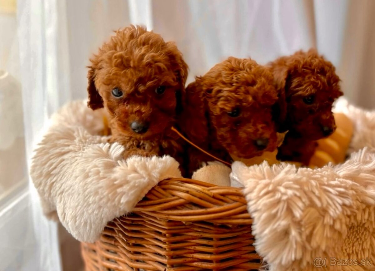 Dark Red miniature / Poodle / Pudlik / Poodel / pudel /pudl - 5