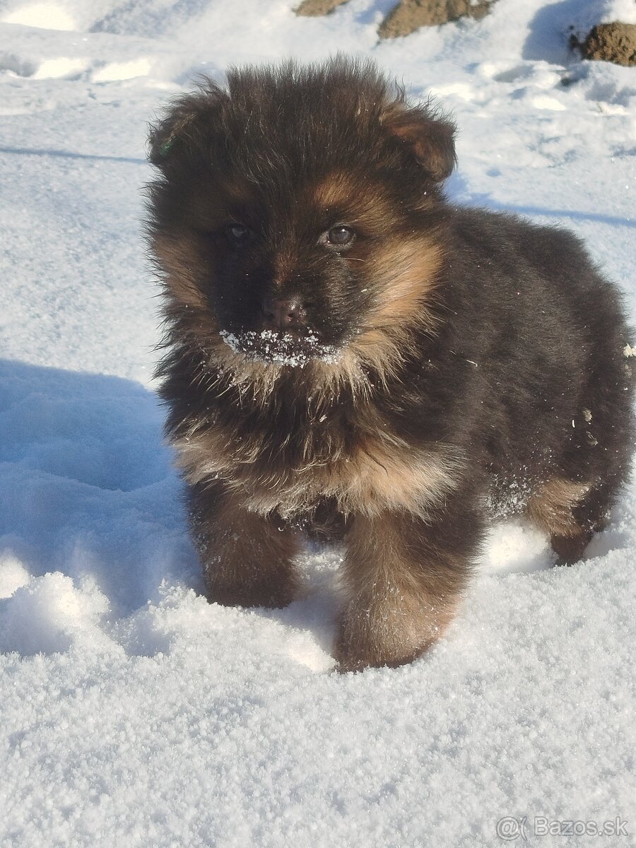 Nemecký ovčiak - 5