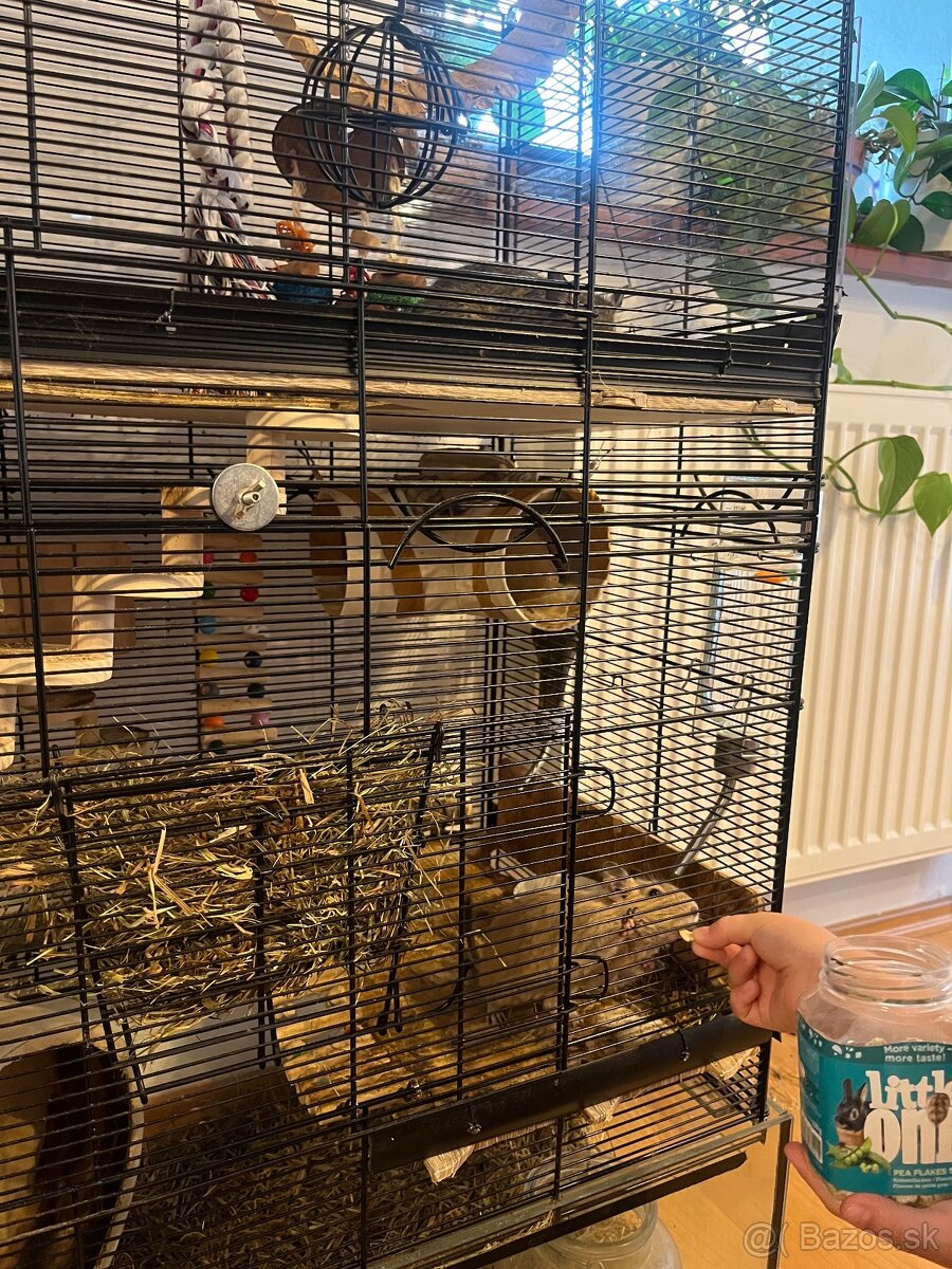 Osmak Degu - 5