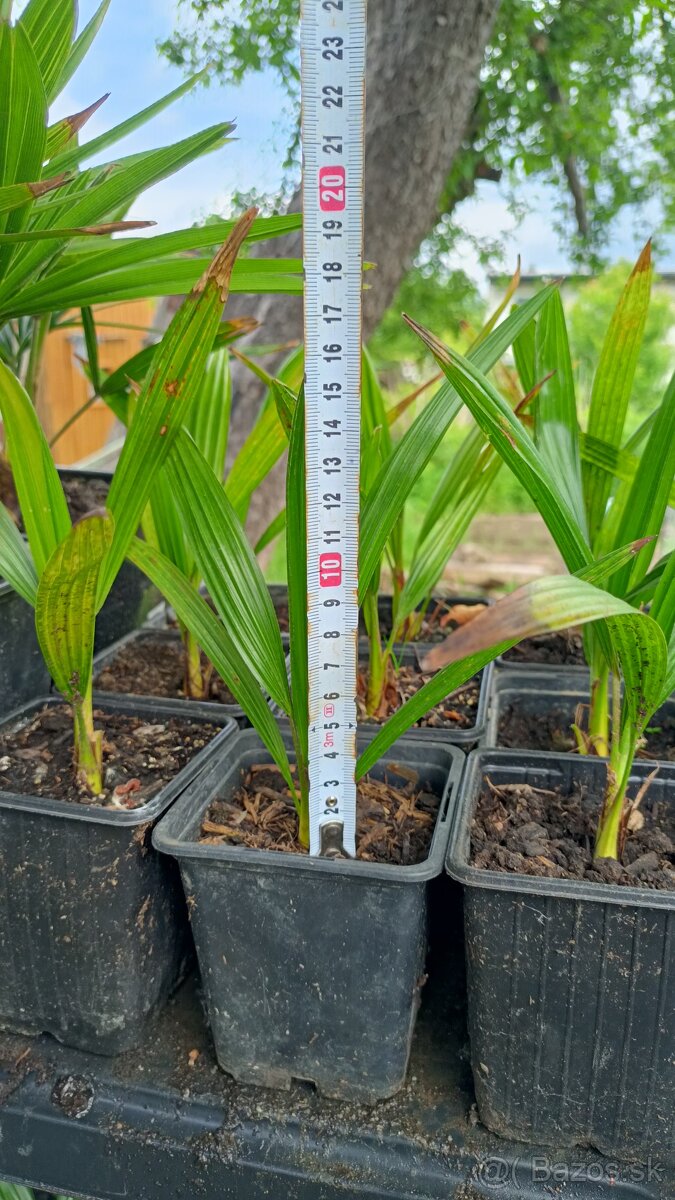 3,5 ročné palmy Trachycarpus Fortunei - 5