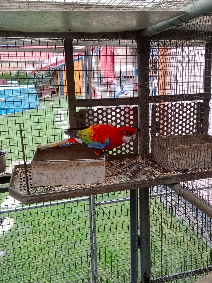 Prodám roselu gold gold opalin - 5