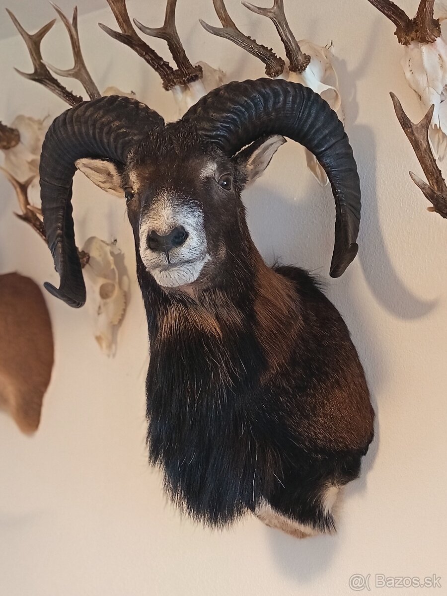 Na predaj – Taxidermy muflón - 5