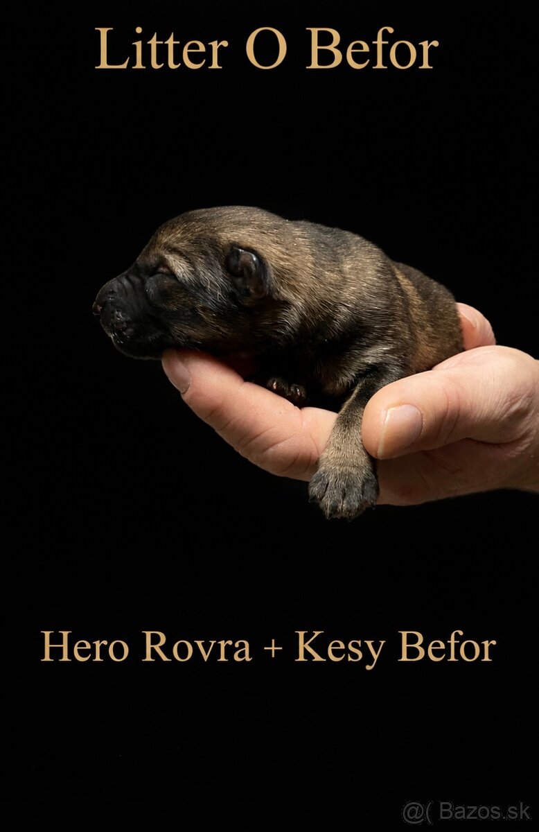 Nemecky ovčiak S PP - 5