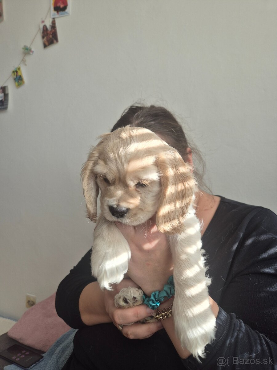 Americký kokeršpaniel - 5