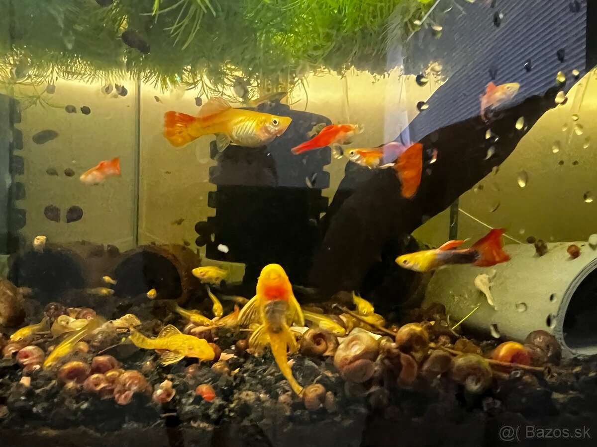 Gupky | Endlerky | Živorodky (NR) - 5