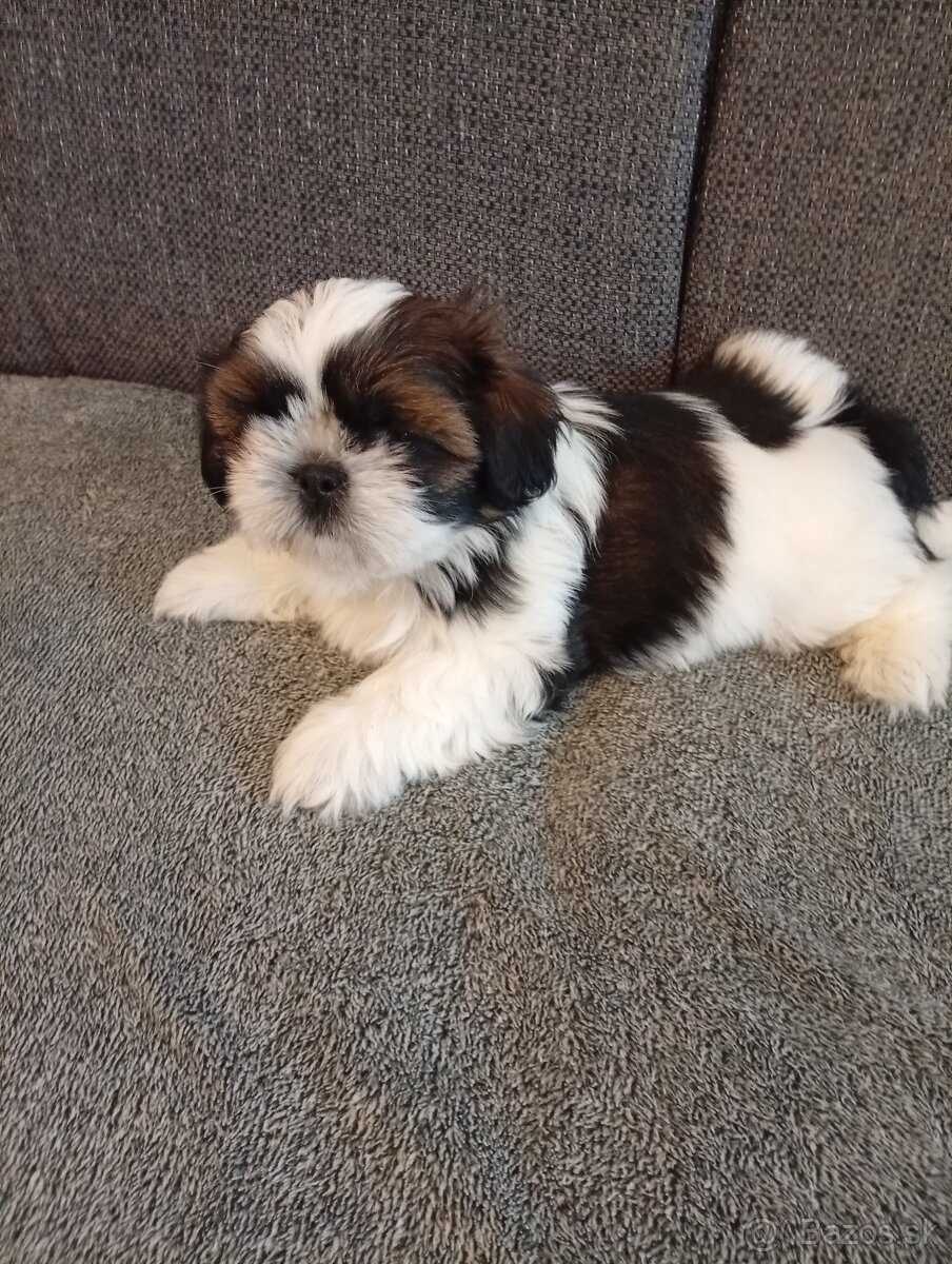 SHIH-TZU - 5