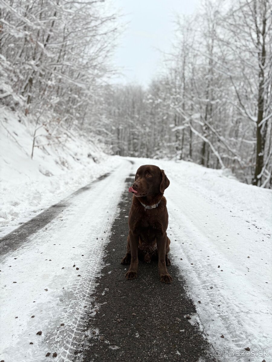 Čokoladovy labrador na krytie. - 5