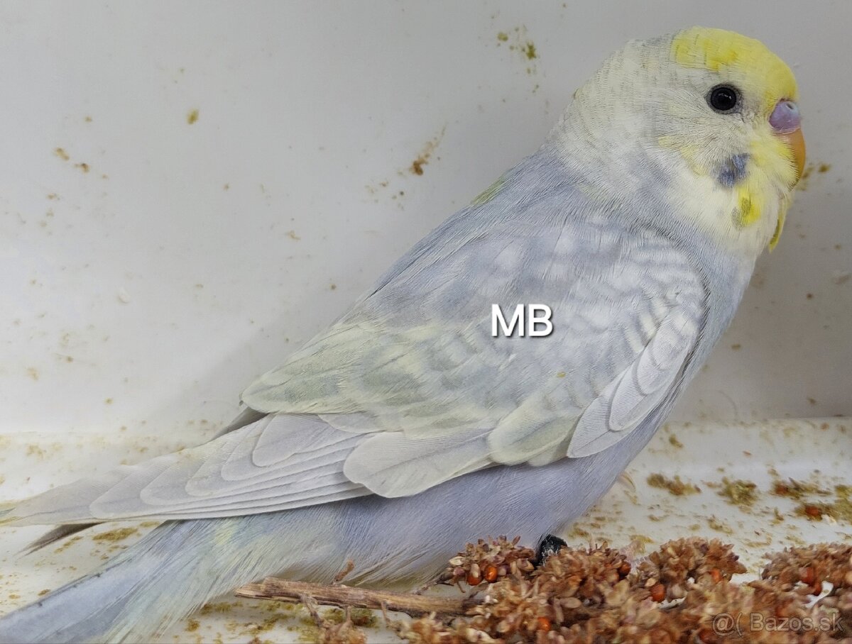 Dúhové andulky - 5