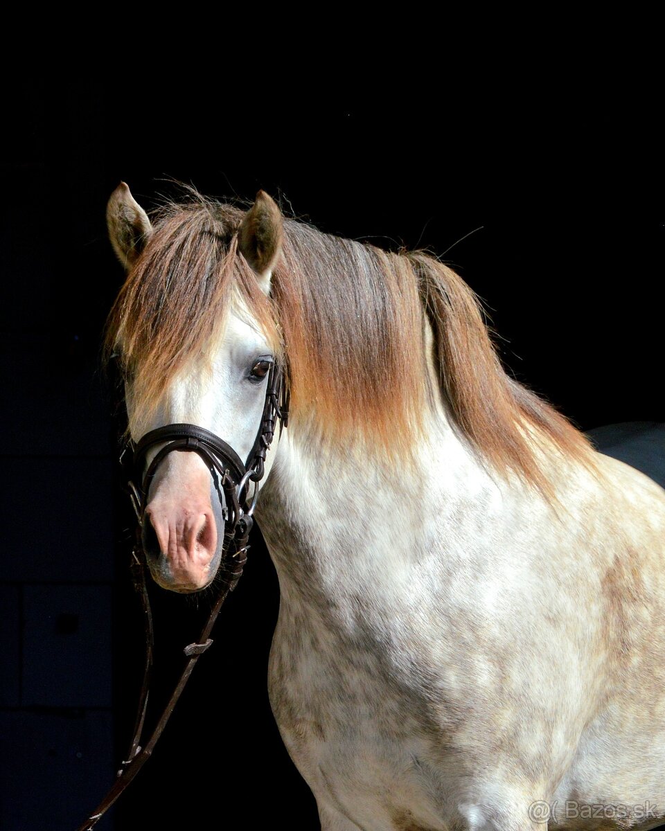 Zrebec pre sezonu 2026, pony - 5