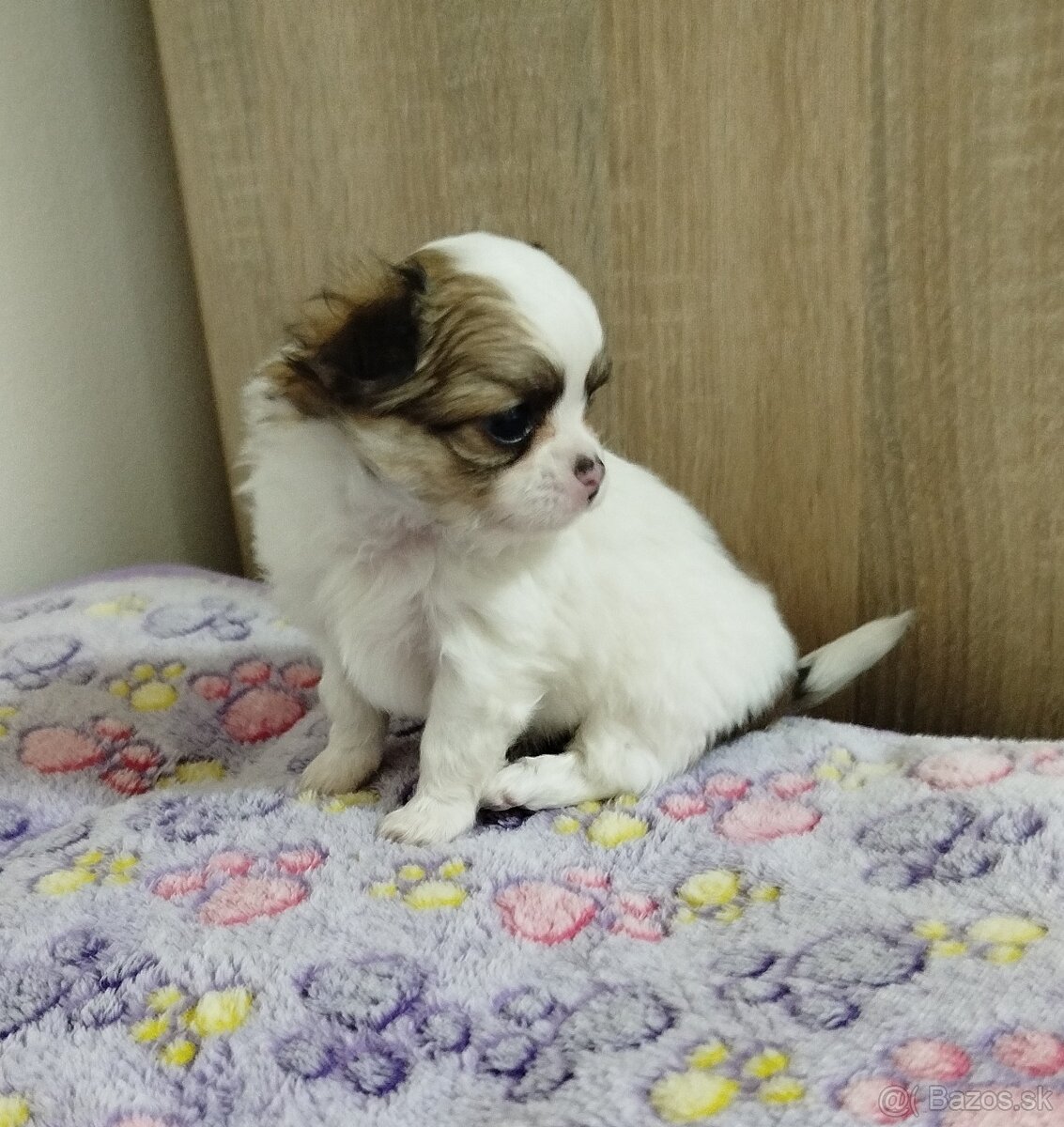 Čivava mini psík dlhosrstý - 5