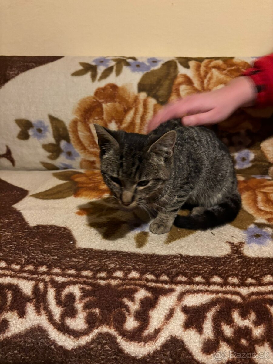 Darujem kocúrika - 5