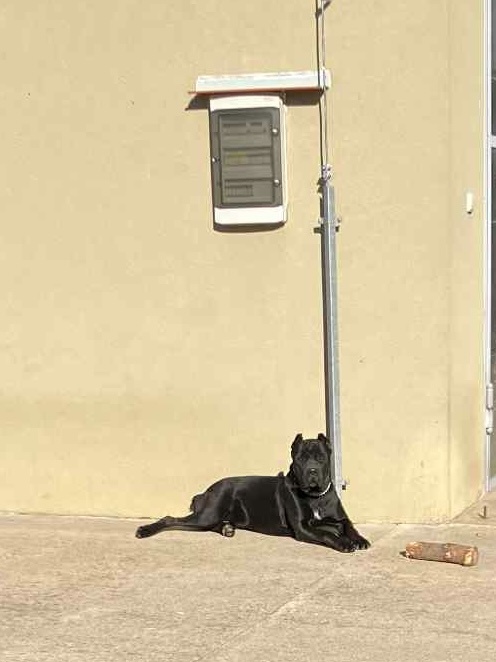 predám sučku Cane corso - 5