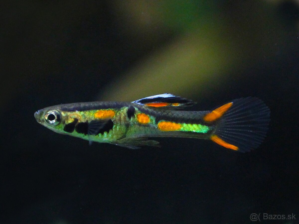 Predám Endlerky - rôzne farby - 5