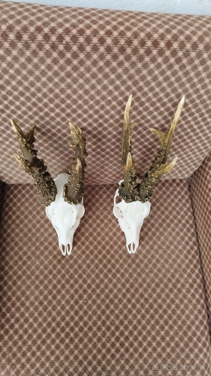 Ponúkame na predaj odliatky zlatých srncou Parožie zhody tr - 5